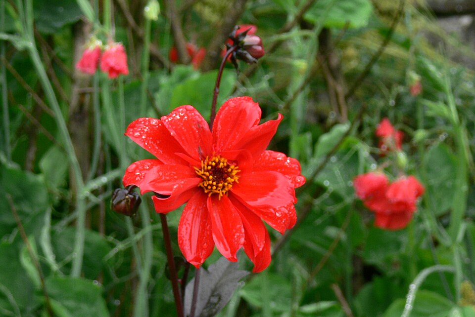 Orange-red Crocosmia flowers in the lower terrace garden at Plas Newydd.