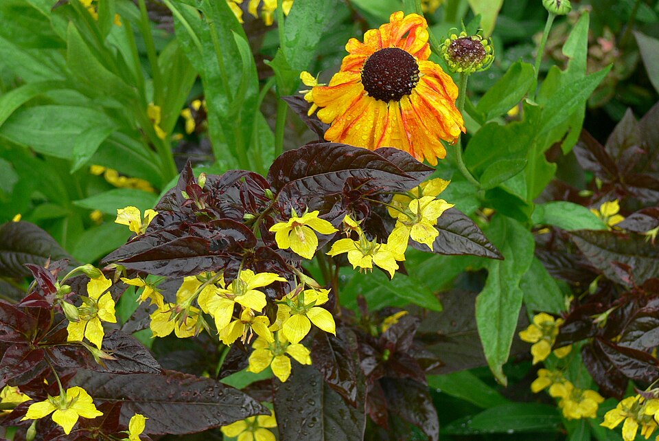 Yellow Helenium and Lysimachia flowers in the lower terrace garden at Plas Newydd.
